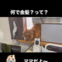 窓辺に寝そべっている猫