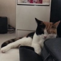 寝ている猫