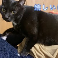 嬉しいにゃ！