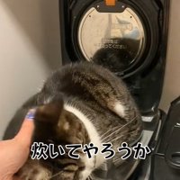 炊飯器の中で撫でられる猫