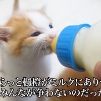 目を開けてミルクを飲んでいる茶白猫