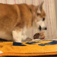 潰れかかっている猫