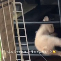 手すりから落ちる猫