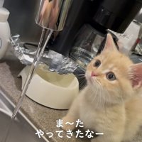 蛇口から流れる水を見るマンチカン