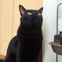 上を見る猫