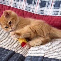 ソファでエビフライで遊ぶ猫2