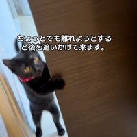 見上げる猫