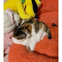 座っている三毛猫