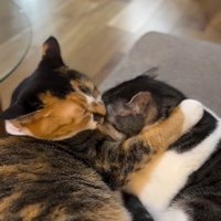 猫に毛づくろいをしている猫