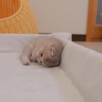 ベッドに寝転がる子猫