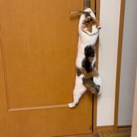 ドアノブを掴む猫