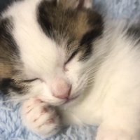 頬に前足を添えて