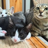 アメルちゃんと2匹の猫が窓辺で並んでいる様子