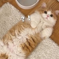 飼い主が驚いて沈黙