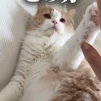 左前足で飼い主の手を触っている猫