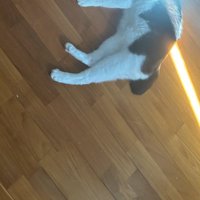 猫に光が当たる