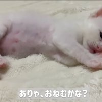 横になっている子猫