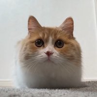 丸い目で上を見る猫%飼い主さんのことが大好きな福ちゃん%