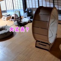 近づくりんちゃん