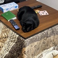 こたつの天板の上に体を伸ばしてくつろぐ猫