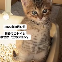 立ちションする子猫