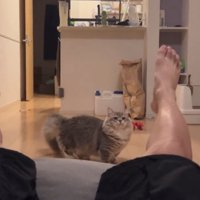 ビックリする猫