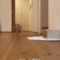 部屋を走り抜けるらいとくん2