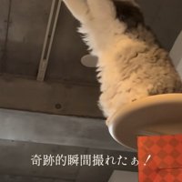 電球に両手でさわる猫