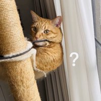 ハンモックでくつろぐ茶トラ猫