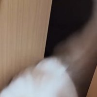 ドアの隙間から出てきた茶白猫の下半身と尻尾