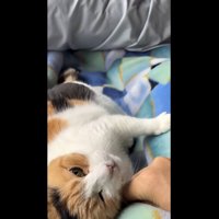 横になったミケ
