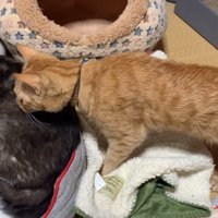 歩くこてつくん