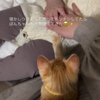 赤ちゃんを寝かしつける子猫
