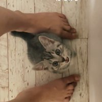 人の足の間に座る子猫