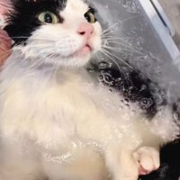 お湯の入ったバスタブに仰向けになっている白黒猫