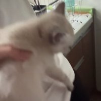 飼い主の腰から剥がされる子猫