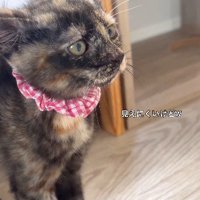 威嚇している猫の顔