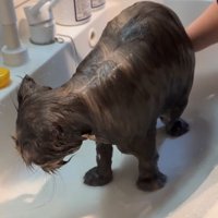 体を洗い流す猫