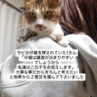 抱っこされる猫