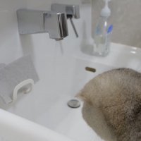 水を見つめる猫の写真