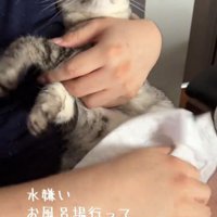 抱っこされる猫