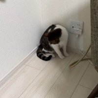 下を見る猫