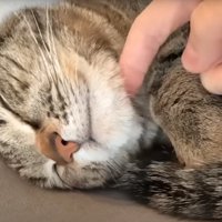 撫でてもらう猫
