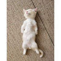 寝ている子猫