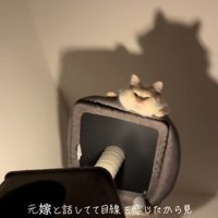 画面中央にいるキャットタワーの上で見下ろす猫（ヒキブレ気味）