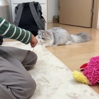 遊ぶしろがね丸くん