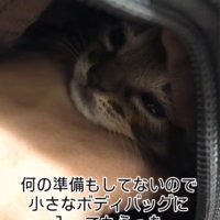 バッグに入った子猫