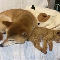 子猫と寄り添って眠る柴犬