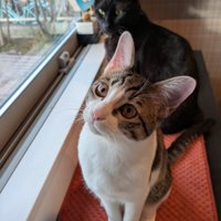 首をかしげながら飼い主を見つめる子猫