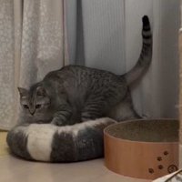 子猫を見てゆっくり動くスコティッシュフォールド